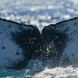 Fluke of HW-MN0523697