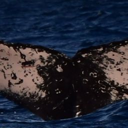 Fluke of CRC-22115