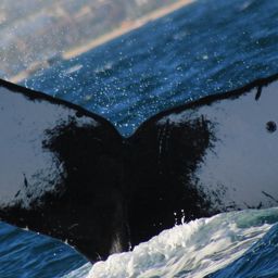 Fluke of CRC-20969