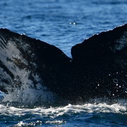 Fluke of HW-MN0523709