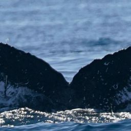 Fluke of HW-MN0523714