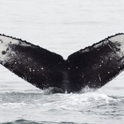 Fluke of CRC-23260