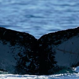 Fluke of HW-MN0523724