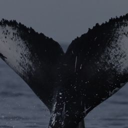 Fluke of HW-MN0523726