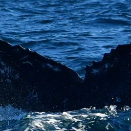 Fluke of HW-MN0523729