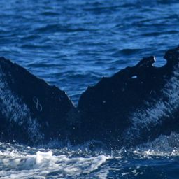 Fluke of HW-MN0523732