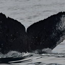 Fluke of HW-MN0523733