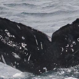 Fluke of HW-MN0523734