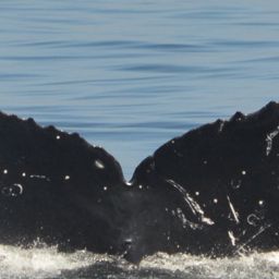 Fluke of HW-MN0523738