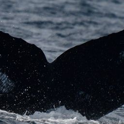 Fluke of HW-MN0523741