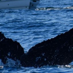 Fluke of HW-MN0523742