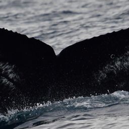 Fluke of CRC-22475