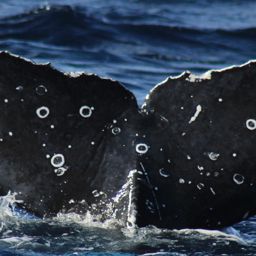 Fluke of CRC-22476