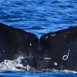 Fluke of CRC-22049