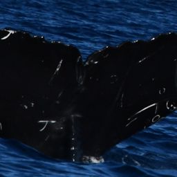 Fluke of CRC-21986
