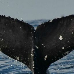 Fluke of CRC-22113