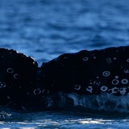 Fluke of HW-MN0523763