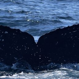 Fluke of HW-MN0523766