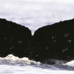 Fluke of CRC-22478
