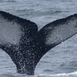 Fluke of Black Rakes