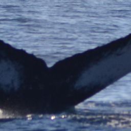 Fluke of HW-MN0523802