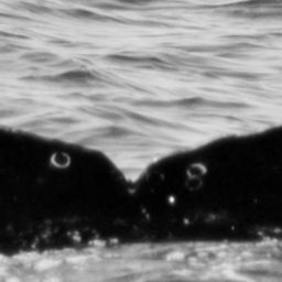 Fluke of CRC-21224