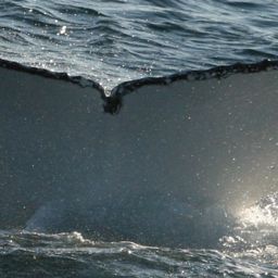 Fluke of HW-MN1106809