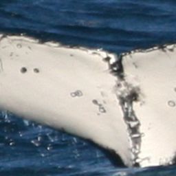 Fluke of HW-MN1106811
