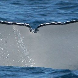 Fluke of HW-MN1106841