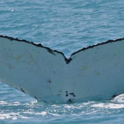 Fluke of PINTO