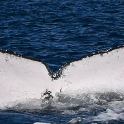 Fluke of HW-MN1106927