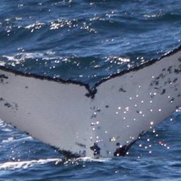 Fluke of HW-MN1106939