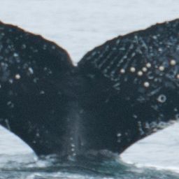 Fluke of Keiko the Humpback