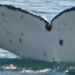 Fluke of HW-MN1107005