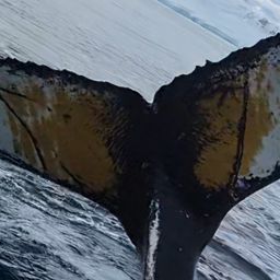 Fluke of HW-MN1305567