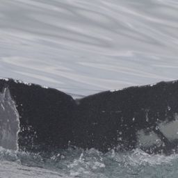 Fluke of HW-MN0103632
