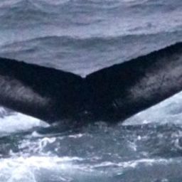 Fluke of HW-MN0103634