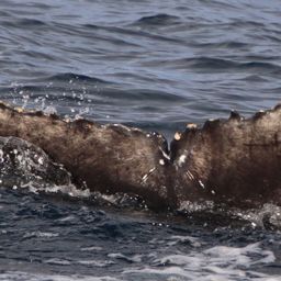 Whale fluke