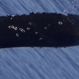 Fluke of CRC-21908