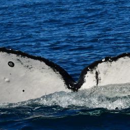 Fluke of HW-MN0523822
