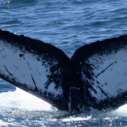 Fluke of CRC-22480