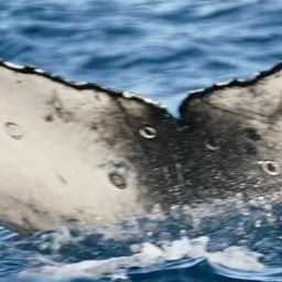 Fluke of CRC-22112