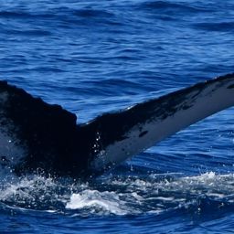 Fluke of HW-MN0523835