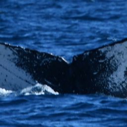 Fluke of HW-MN0523836