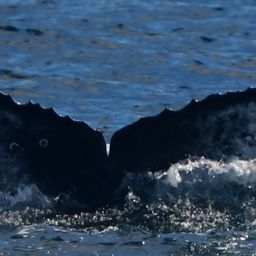 Fluke of HW-MN0523839