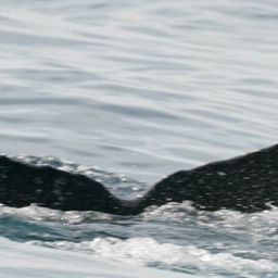 Fluke of CRC-22483