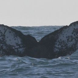 Fluke of HW-MN0523851