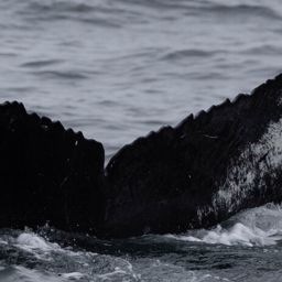 Fluke of HW-MN0523853