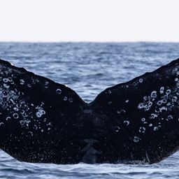 Fluke of HW-MN0523856