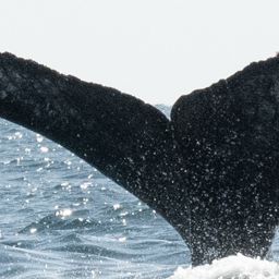 Fluke of HW-MN0523871